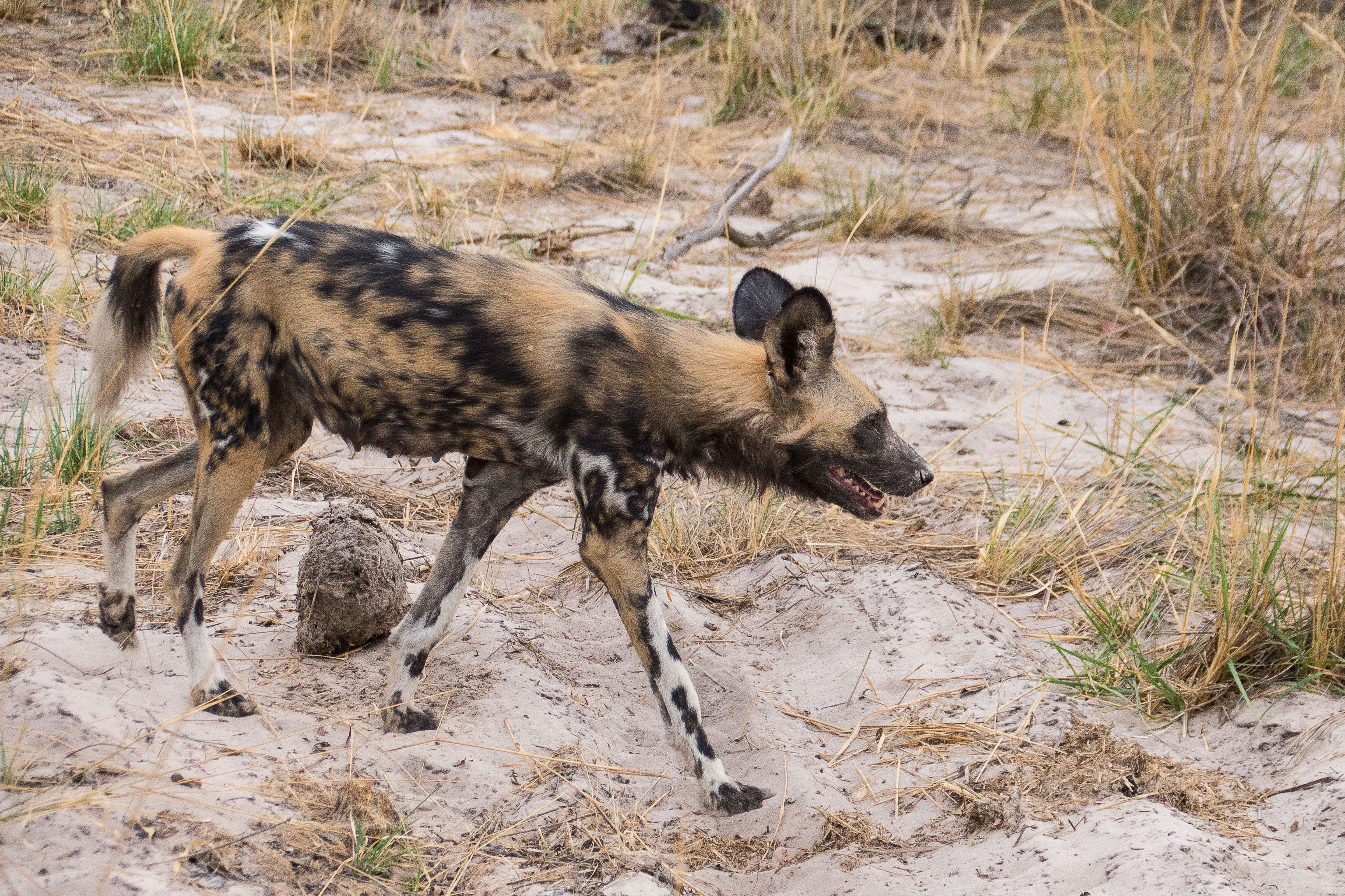 Lycaon (Wild dog, Lycaon pictus),  femelle rejoignant la meute après avoir allaité ses petits,  Réserve de Kwando, Delta de l'Okavango, Botswana.